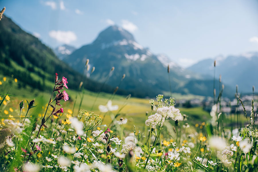 Bunte Alpenblumen vor der Vorarlberger Bergkulisse in Lech am Arlberg © Daniel Zangerl